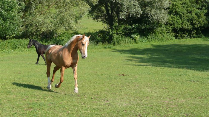 Golďásek