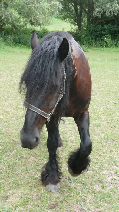 Hunoš