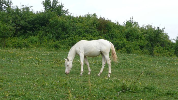 Sága