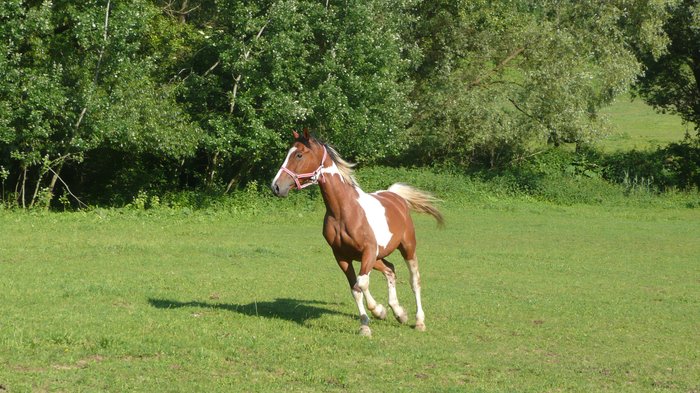 Barwoš