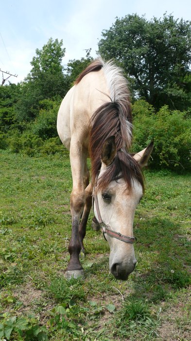 Sigava