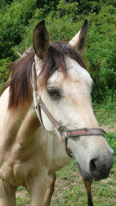 Sigava4