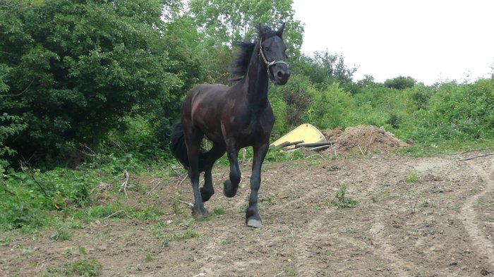 Tobbýsek