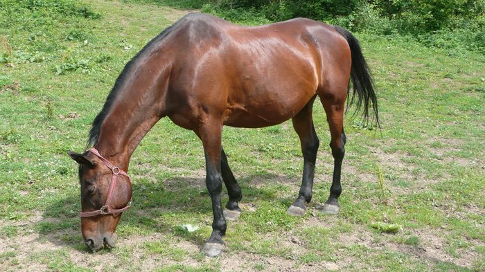 Betka