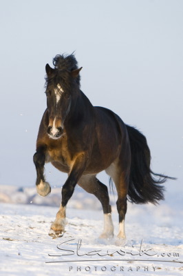 Welsh_Cob