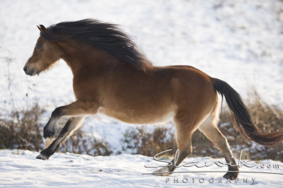 Welsh pony (sec.A)